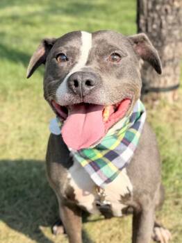 Wrex -  Mixed Breed Dog for Adoption in Menomonie, Wisconsin - Wrex | PetCurious