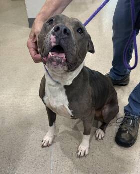 Charlotte (ID 53125) -  Pit Bull Terrier Dog for Adoption in Manassas, Virginia - Charlotte (ID 53125) | PetCurious