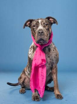 TerriJo -  Catahoula Leopard Dog and Mixed Breed Dog for Adoption in Atlanta, Georgia - TerriJo | PetCurious