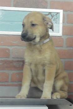 A2084014 -  Labrador Retriever Dog for Adoption in Houston, Texas - A2084014 | PetCurious
