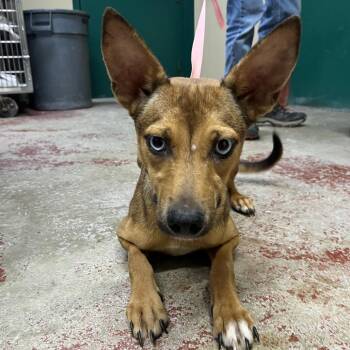Chai -  Mixed Breed Dog for Adoption in Pauls Valley, Oklahoma - Chai | PetCurious