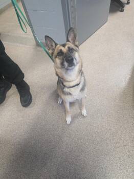 Kelly -  Shepherd Dog for Adoption in Troy, Ohio - Kelly | PetCurious