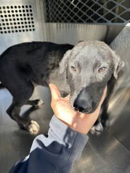 Rescue Retriever and Mixed Breed Dogs for Adoption in Fort Worth, Texas - 59722250 | PetCurious