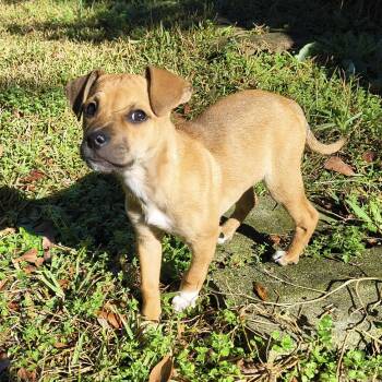 Terrier Dogs Available for Adoption - Kelpie | PetCurious