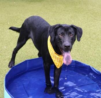 Ninja -  Mixed Breed Dog for Adoption in Athens, Georgia - Ninja | PetCurious