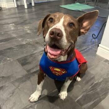 Rescue American Staffordshire Terrier and American Bully Dogs for Adoption in Liverpool, Texas - Sunshine 