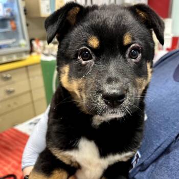 Rottweiler and Mixed Breed Dogs Available for Adoption in Nashville, Tennessee - Siren | PetCurious