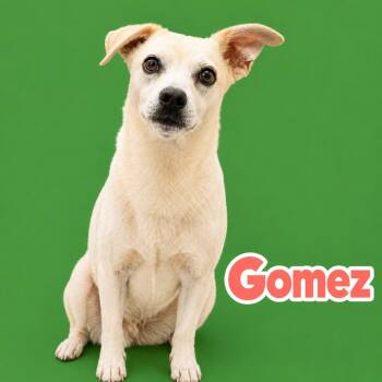 Gomez -  Chihuahua Dog for Adoption in Scottsdale, Arizona - Gomez | PetCurious