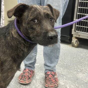 Terrier Dogs Available for Adoption in Saint Joseph, Missouri - Harriet | PetCurious