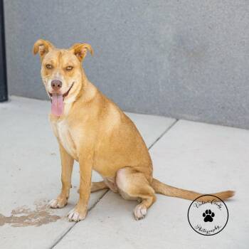 Penny -  Mixed Breed Dog for Adoption in Abilene, Texas - Penny | PetCurious