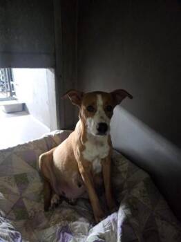 SNICKERS -  Pit Bull Terrier Dog for Adoption in San Bernardino, California - SNICKERS | PetCurious