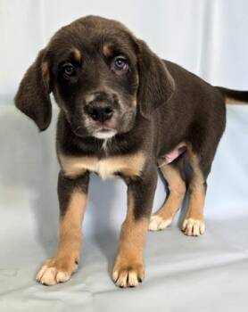 Asher -  Australian Shepherd and Bernese Mountain Dog Dog for Adoption in Morton Grove, Illinois - Asher | PetCurious