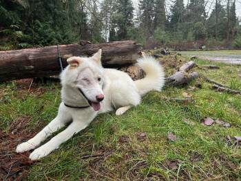 Siberian Husky Dogs Available for Adoption - Spy | PetCurious