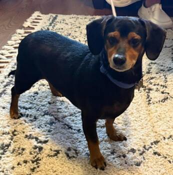 Mixed Breed Dogs Available for Adoption in Crossville, Tennessee - Hotdog Buddy | PetCurious