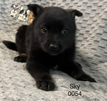 Shepherd Dogs Available for Adoption in Hop Bottom, Pennsylvania - Sky | PetCurious