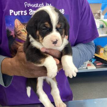 Chocolate Labrador Retriever Dogs Available for Adoption in Montgomery, Alabama - Walter | PetCurious