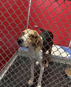 Rescue Hound Dogs for Adoption in Conway, South Carolina - Meet Buddy — Your New Best Friend In Waiting! | PetCurious