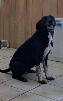 Cookie *Help! I need a foster home!* -  Labrador Retriever and Pointer Dog for Adoption in Minneapolis, Minnesota - Cookie *Help! I Need A Foster Home!* | PetCurious