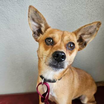 Gigi (20260612-01) -  Chihuahua Dog for Adoption in Niagara Falls, Ontario - Gigi (20260612-01) | PetCurious