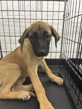 SARAI -  Pit Bull Terrier and Mixed Breed Dog for Adoption in San Bernardino, California - SARAI | PetCurious