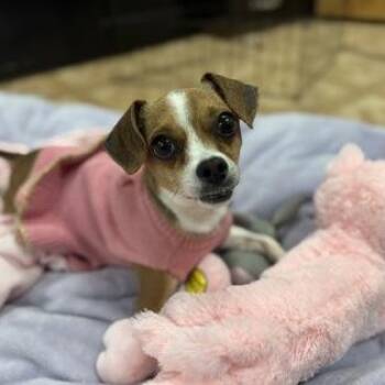 Chihuahua Dogs Available for Adoption in Worcester, Massachusetts - Ellie | PetCurious