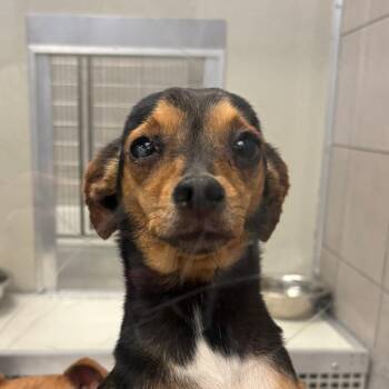 Chicken -  Chihuahua Dog for Adoption in Oak Brook, Illinois - Chicken | PetCurious