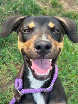 Nessa -  Shepherd and American Staffordshire Terrier Dog for Adoption in Claremont, California - Nessa | PetCurious