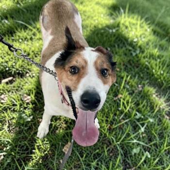 Ethel -  Collie Dog for Adoption in Austin, Texas - Ethel | PetCurious