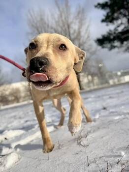 Black Mouth Cur Dogs Available for Adoption - Honeypot | PetCurious