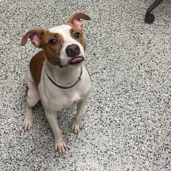 Buzz -  Jack Russell Terrier and American Bulldog Dog for Adoption in Lakeland, Florida - Buzz | PetCurious