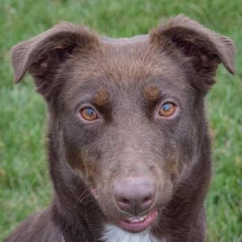 Rescue Chocolate Labrador Retriever and Spaniel Dogs for Adoption in Huntley, Illinois - Penelope | PetCurious