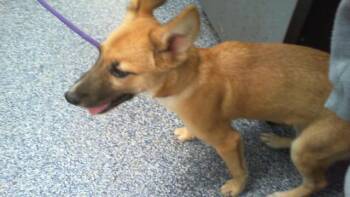 NANI -  German Shepherd Dog and Mixed Breed Dog for Adoption in Charlotte, North Carolina - NANI | PetCurious