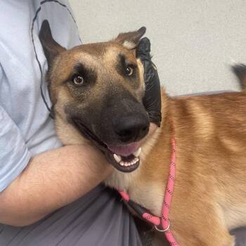 Rocko -  Belgian Shepherd Malinois Dog for Adoption in Abilene, Texas - Rocko | PetCurious
