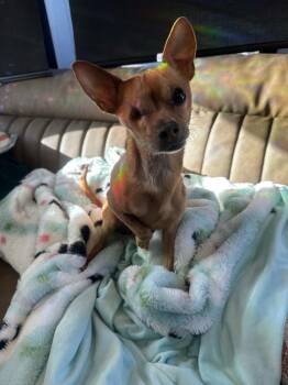 Rescue Chihuahua Dogs for Adoption in Imperial Beach, California - Jack | PetCurious