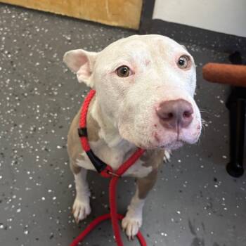 Rescue Mixed Breed Dogs for Adoption in Columbiana, Alabama - Coraline | PetCurious