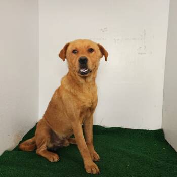 Rescue Mixed Breed Dogs for Adoption in Boaz, Alabama - Rosco | PetCurious