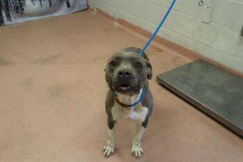 Mixed Breed Dogs Available for Adoption - WENDY | PetCurious