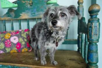 Schnauzer and Fox Terrier Dogs Available for Adoption in San Antonio, Texas - Schmidt | PetCurious