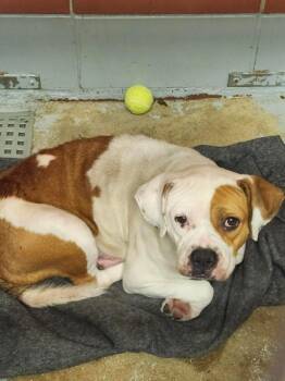 Staffordshire Bull Terrier and Mixed Breed Dogs Available for Adoption in Houston, Texas - A2069801 | PetCurious