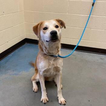 Mixed Breed Dogs Available for Adoption in Memphis, Tennessee - Honey Queen | PetCurious