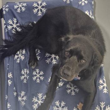 Jubilee -  Collie Dog for Adoption in Kalamazoo, Michigan - Jubilee | PetCurious