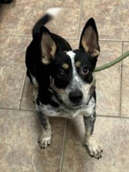 Sammy Davis -  Corgi and Australian Cattle Dog Blue Heeler Dog for Adoption in Littleton, Colorado - Sammy Davis | PetCurious