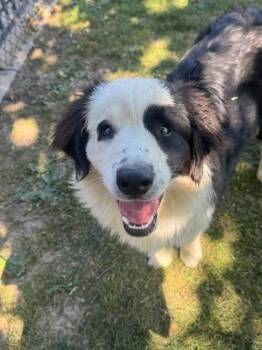 Border Collie Dogs Available for Adoption - CHECKERS | PetCurious
