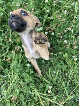 Terrier Dogs Available for Adoption in Newnan, Georgia - Nova | PetCurious