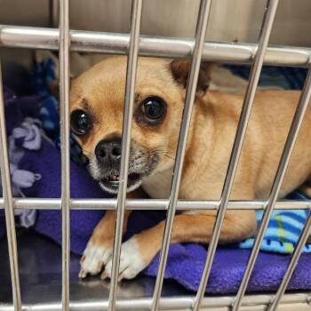 Mixed Breed and Chihuahua Dogs Available for Adoption in York, Pennsylvania - YORK-Stray-15676 | PetCurious