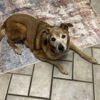 Labrador Retriever and Mixed Breed Dogs Available for Adoption in Frankfort, Kentucky - Pearl 5470D | PetCurious