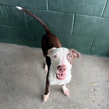 Hubba Bubba -  Terrier and Mixed Breed Dog for Adoption in Carencro, Louisiana - Hubba Bubba | PetCurious