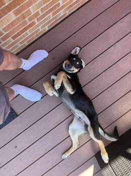 Benny -  Rottweiler Dog for Adoption in Denver, Colorado - Benny | PetCurious