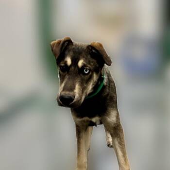 Husky and German Shepherd Dog Dogs Available for Adoption in Reno, Nevada - Lawrence | PetCurious