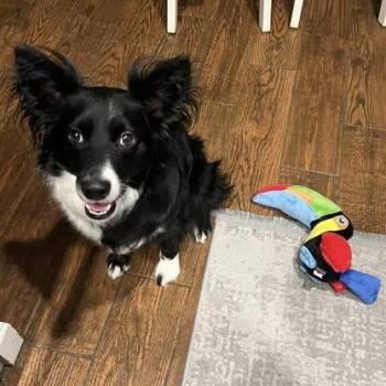 Border Collie Dogs Available for Adoption - Boudica | PetCurious